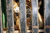 Итальянца арестовали из-за домашнего тигра и наркотиков
