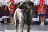 В Ужгороде собирают деньги на памятник погибшей собаке, которую считали "душой города" 