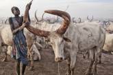 Племя Мундари использует коров в качестве валюты, источника пищи и гордости. ФОТО