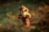 Невероятные фотографии с животными в прыжке. ФОТО