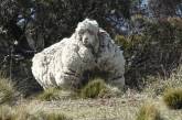 42 кг шерсти собрали с одной овцы. ФОТО