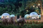 Отель с прозрачными номерами в естественной среде обитания слонов. ФОТО
