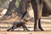 Новорожденный слоненок делает первые шаги. ФОТО