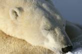 В зоопарке Чикаго замерз белый медведь 