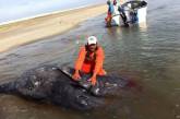 В Мексике обнаружены киты - сиамские близнецы