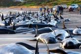 В Новой Зеландии спасают выбросившихся на берег черных дельфинов 