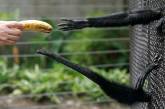 Зоопарк перестал кормить обезьян бананами 