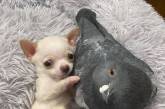 История настоящей дружбы: Голубь спасает щенка чихуахуа. ФОТО