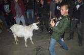 Во Франции умерла коза-металлистка 