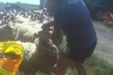 В Шотландии фермера оштрафовали за нанесение овцам оплеух. ФОТО