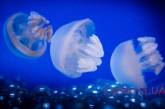 “Наши медузы спасут вас от коронавируса”: как на Азовское море заманивают туристов. ФОТО