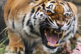 Стоматологи помогли тигрице золотым зубом. ФОТО