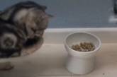 Кот, который ест лапами, стал звездой интернета. ВИДЕО