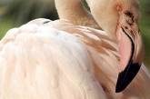 Старейшего в мире 83-летнего фламинго усыпили "по состоянию здоровья"