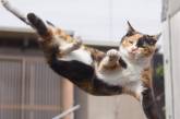  «Ниндзя-кот»: японец фотографирует животных во время их боевых практик. ФОТО