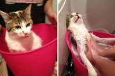 Помытые и оскорбленные: 8 забавных котов, принявших ванну