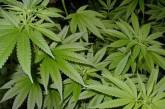 Вашингтон смягчил ответственность за хранение марихуаны