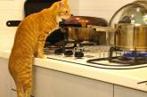  30 способов использования котов в хозяйстве. ФОТО