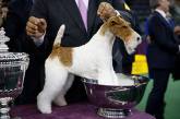 В самом престижном конкурсе собак в США победил фокстерьер