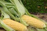 Евросоюз разрешил выращивать новый сорт генетически модифицированной кукурузы 