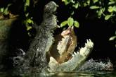 Оказалось, крокодилы умеют лазать по деревьям