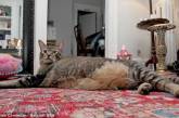 Пара из Бостона приютила огромного кота-звезду интернета