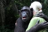 Кадры прощания шимпанзе с людьми взорвали Интернет 