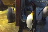 Увели прямо из-под клюва: пингвины-геи похитили птенца у плохих родителей. ВИДЕО
