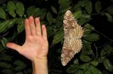 Самые большие среди бабочек в мире. ФОТО
