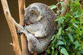 Сбежавший из вольера коала предпочел сон свободе 