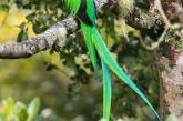 Яркие снимки птиц и животных тропических лесов Коста-Рики. ФОТО