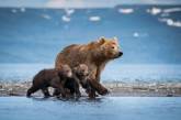 Мать-медведица учит медвежат ловить рыбу на Камчатке. ФОТО