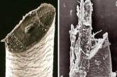 Сравнение разных вещей на снимках через микроскоп. ФОТО