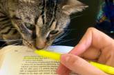 Животные помогают учиться, читать и работать дома. ФОТО