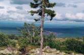 10 самых выдающихся деревьев-рекордсменов мира. ФОТО