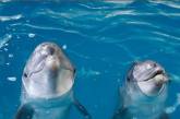 Ученые придумали способ вести диалог с дельфинами  