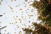 Как бабочкам удается мигрировать на большие расстояния? ФОТО
