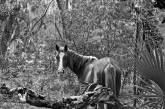 Дикие лошади острова Камберленд на снимках Анук Кранц. ФОТО