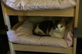 Деревянные кукольные кровати идеально подходят для котиков. ФОТО
