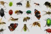 Самые маленькие среди насекомых в мире. ФОТО