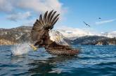 Белоголовый орлан на рыбалке. ФОТО