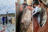  Испанские рыбаки поймали тунца-чемпиона. ФОТО
