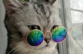 В Сети появился новый тренд: пользователи делают очки для котов. ФОТО
