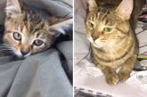 Милые котики до и после того, как они нашли любящий дом. ФОТО