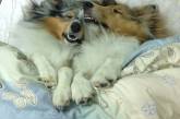 Забавные собаки спят в хозяйской постели — могут себе позволить