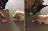 Умный пёс перехитрил щенка и обменял любимый мячик на другую игрушку. ВИДЕО