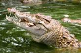 В Австралии крокодил съел туриста в парке и сбежал