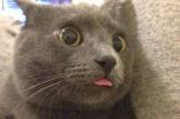 Курьезные снимки кошек с высунутыми языками. ФОТО