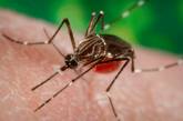 Ученые узнали, как спасти мир от комаров