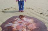Пятилетняя девочка нашла двухметровую ядовитую медузу. ФОТО